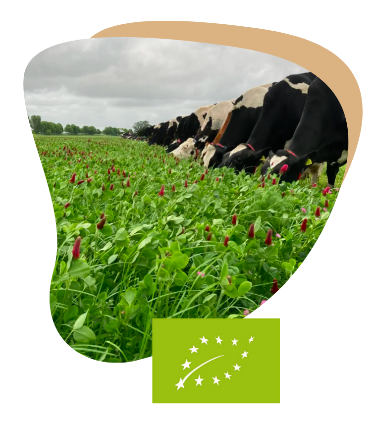 koeien grazen in de kruidenwei