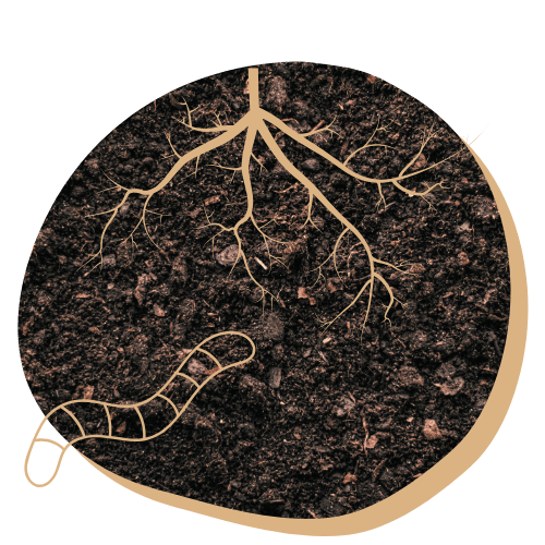 bodemleven met veel hummus